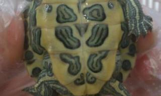 巴西龟小时候怎么公母 巴西龟怎么分公母